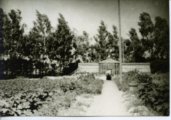 Groß Rödersdorf, Gut, Gemüsegarten mit Gewächshaus
