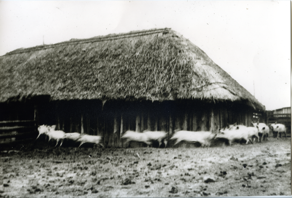 Groß Rödersdorf, Gut, "Schweine-Sommer-Villa"