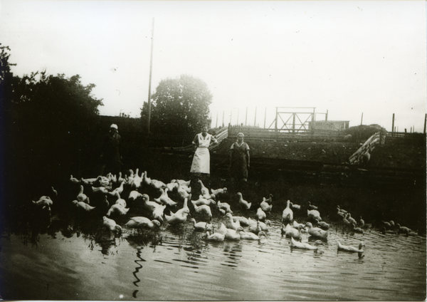 Groß Rödersdorf, Gut, Enten-Aufzucht