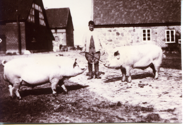 Klein Rödersdorf, Schweinemeister Schönfeld stellt Eber vor