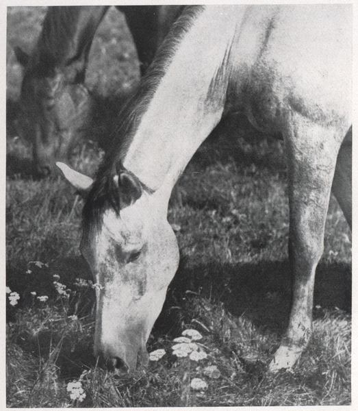 Groß Trakehnen, Vorwerk Bajohrgallen, Schimmelstute "Tazette"