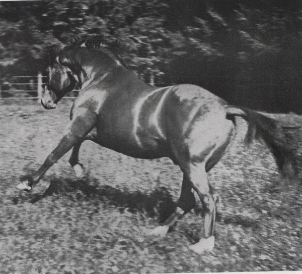 Groß Trakehnen, Hauptbeschäler "Poseidon"