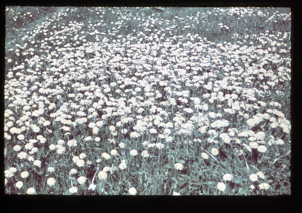 Klein Guja, Butterblumen (Löwenzahn) am Steig zum See